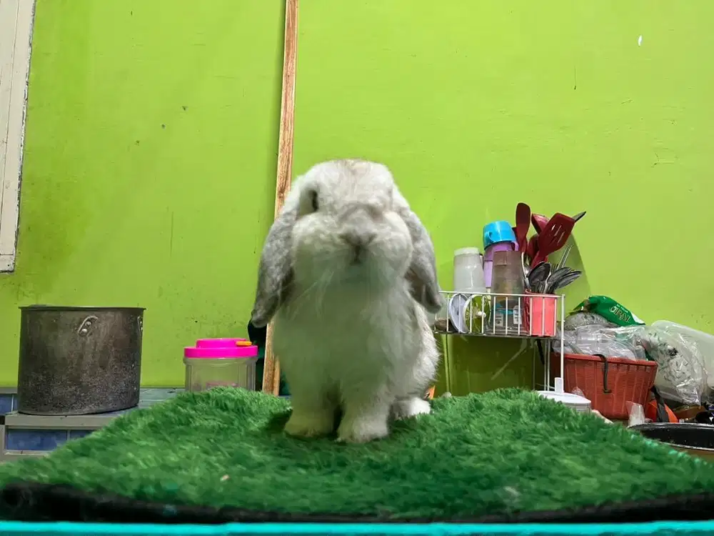 Kelinci Holland Lop
