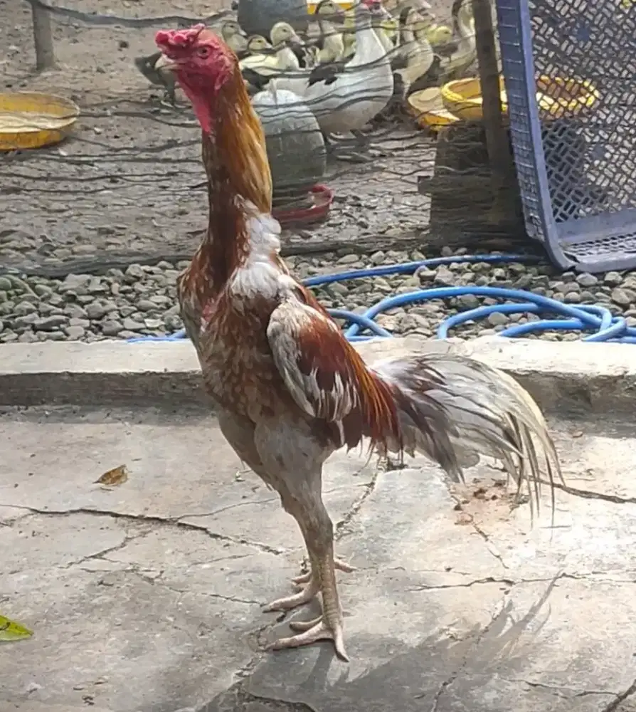 Ayam bankok muda