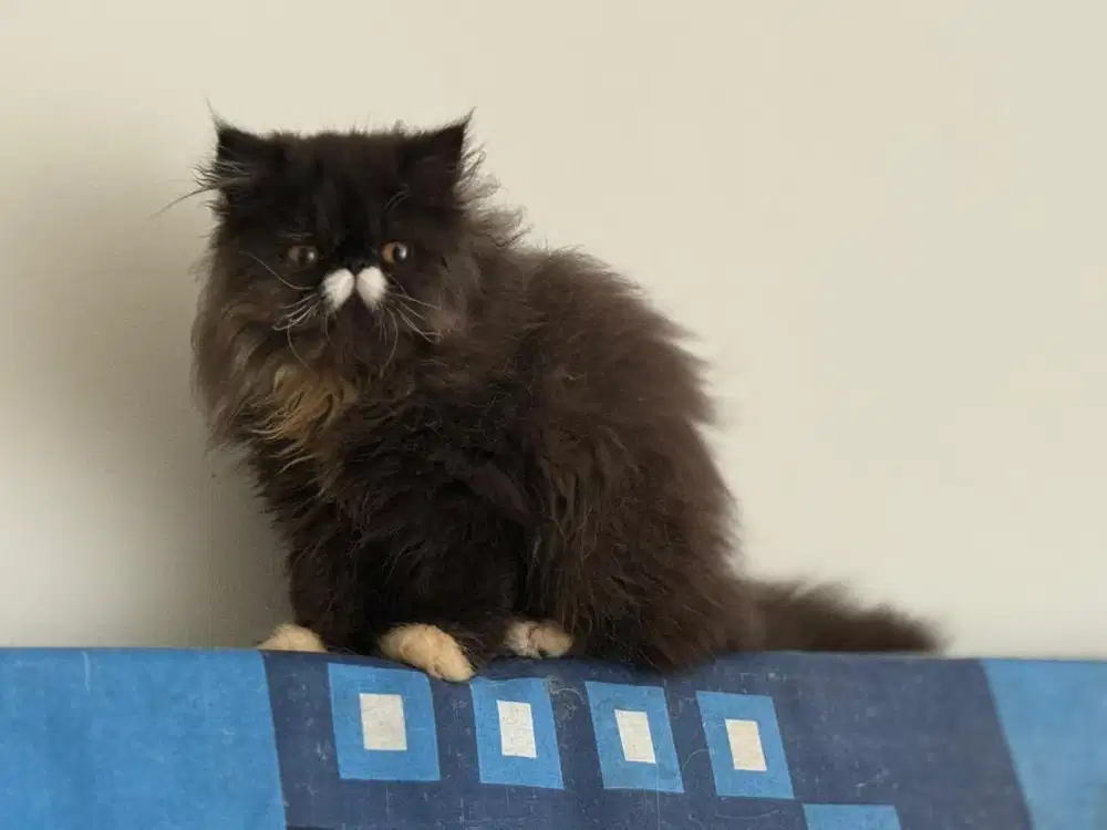 PERSIA PEAKNOSE JANTAN