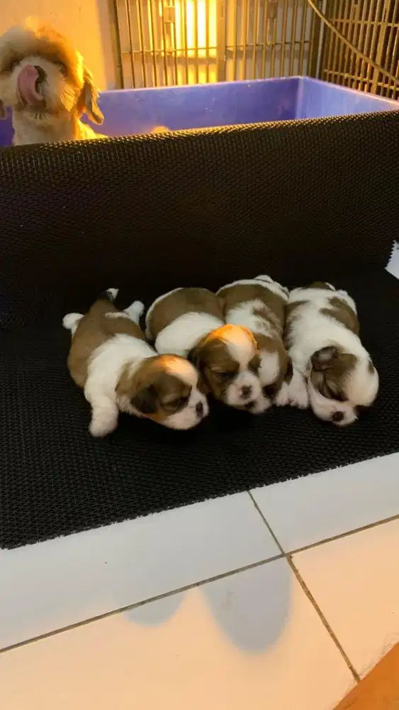 surabaya Anjing shihtzu shih tzu shitzu shitsu sitzhu