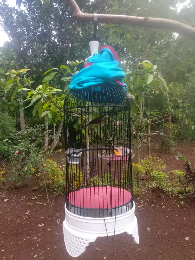 SANGKAR HELOPET KAPSUL TEBOK PVC