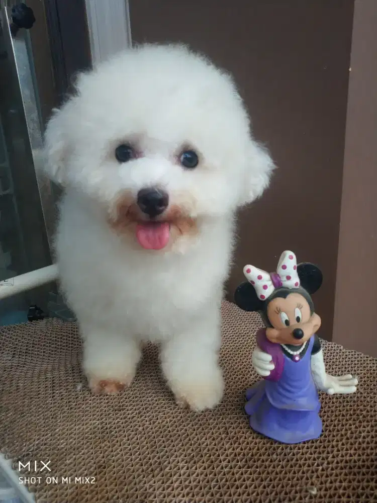 Jual Calon indukan Bichon frise
