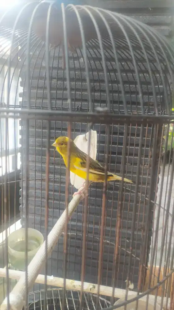 Burung kenari jantan