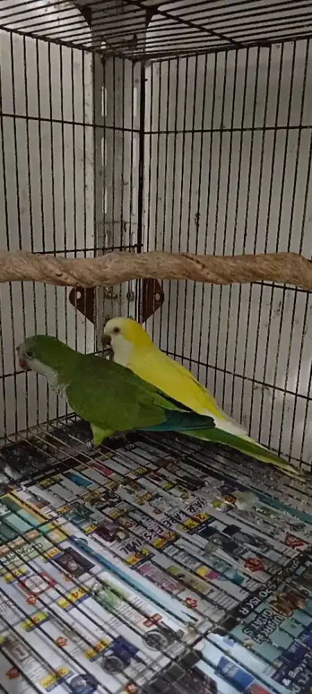 Burung Monk parakeet dewasa