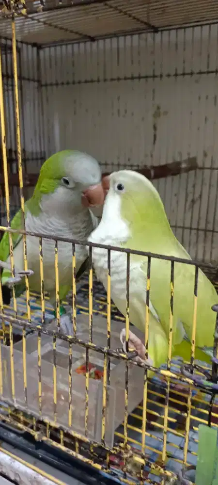 Burung Monk parakeet dewasa