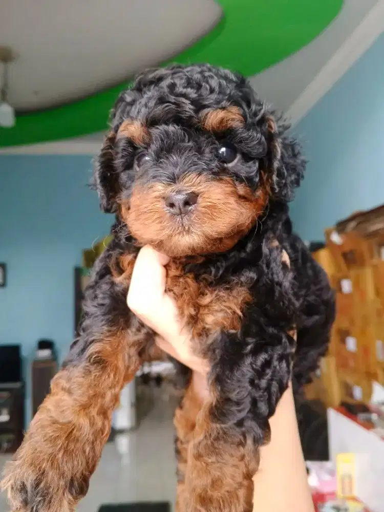Anak anjing (mix shitzu & poodle) Warna phantom