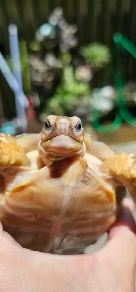 Sulcata CB Indo uk 11.5cm