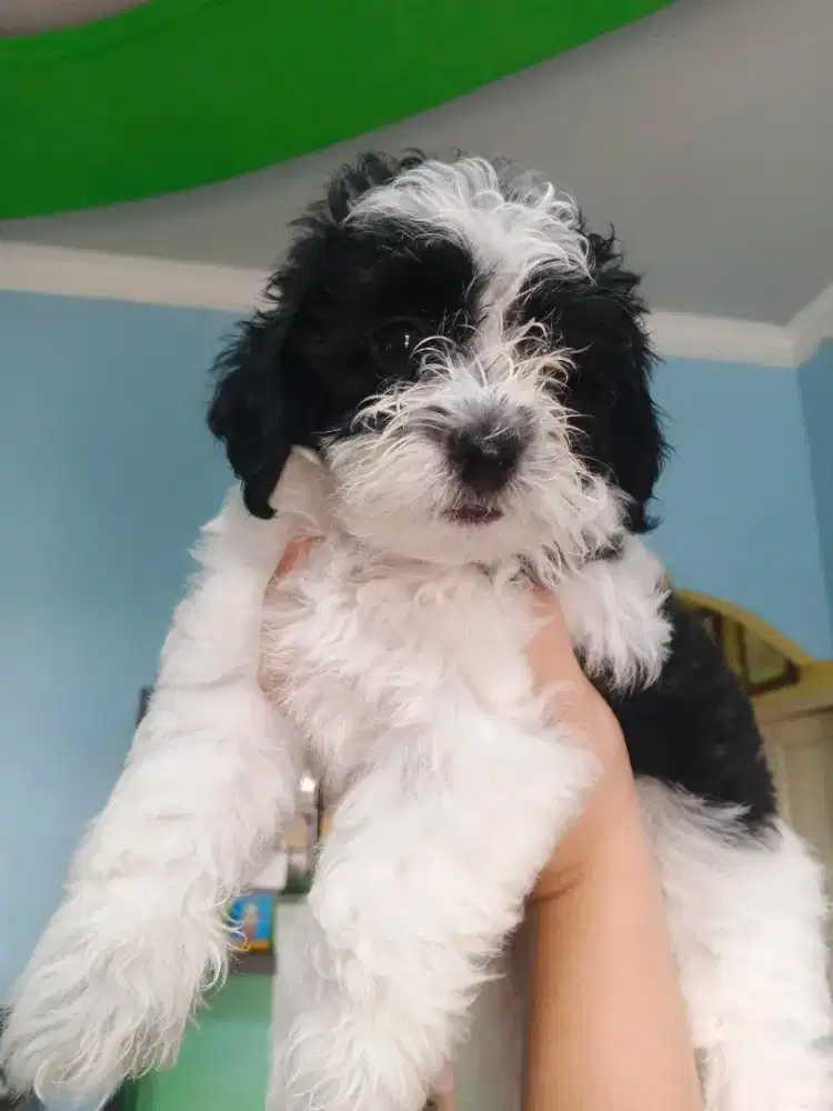 Anak anjing (mix poodle & shitzu) Warna Hitam putih
