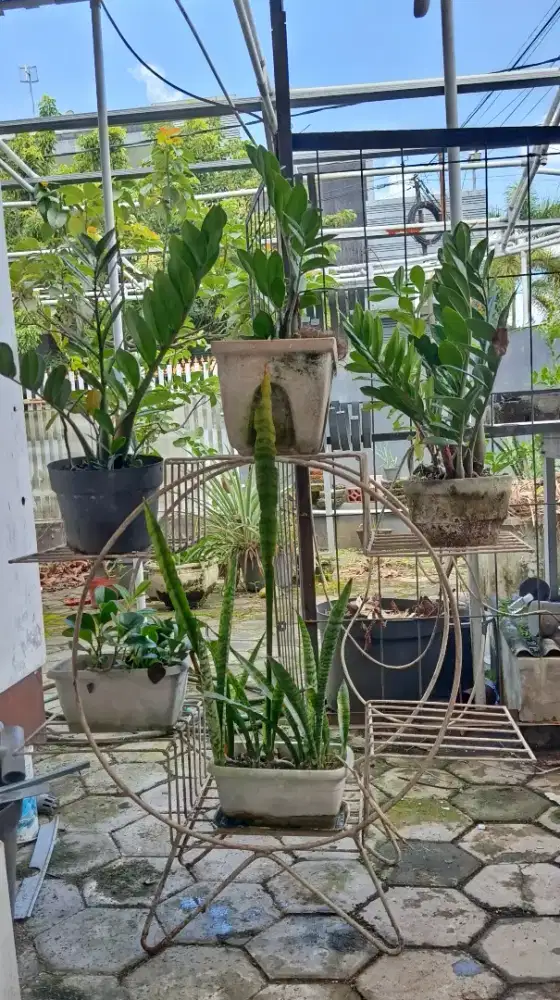 Rak besi tanaman hias