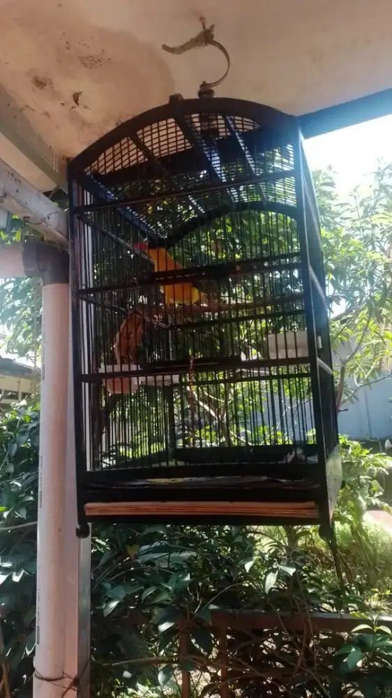 Burung Kepodang Rajin