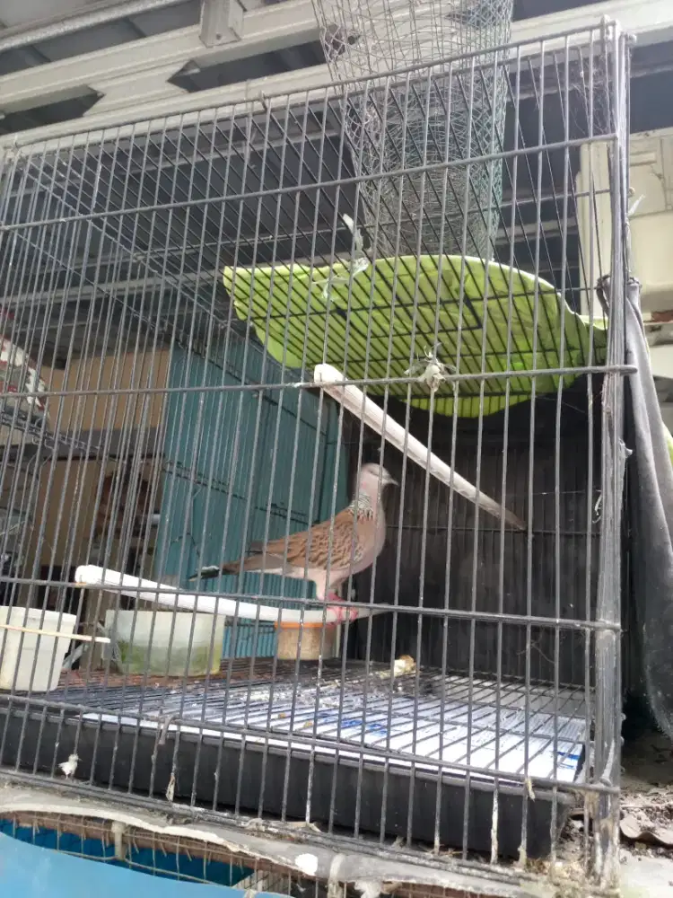 Jual kandang lobed bekas