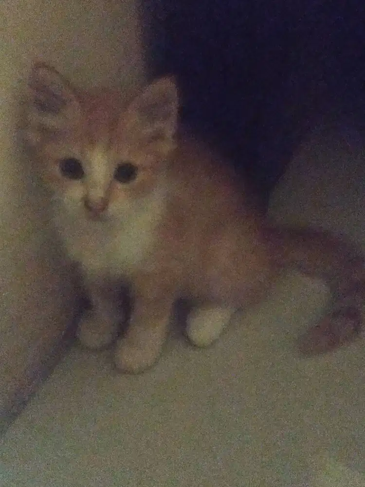 Free adopsi kitten jantan pranakan ras Persia