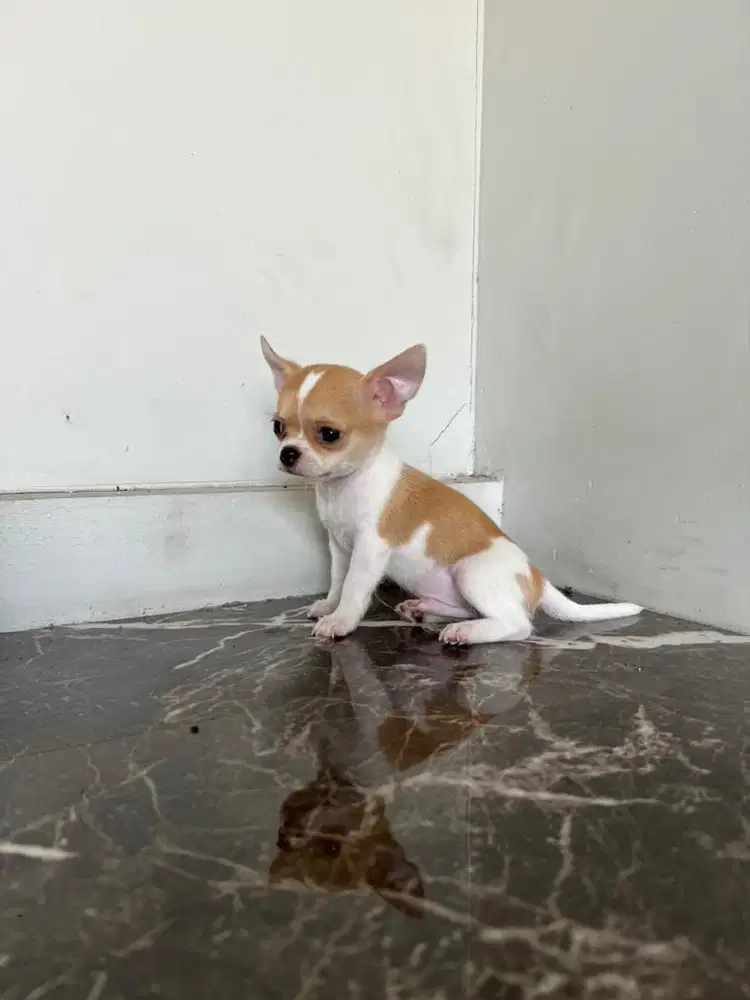 Chihuahua pure breed