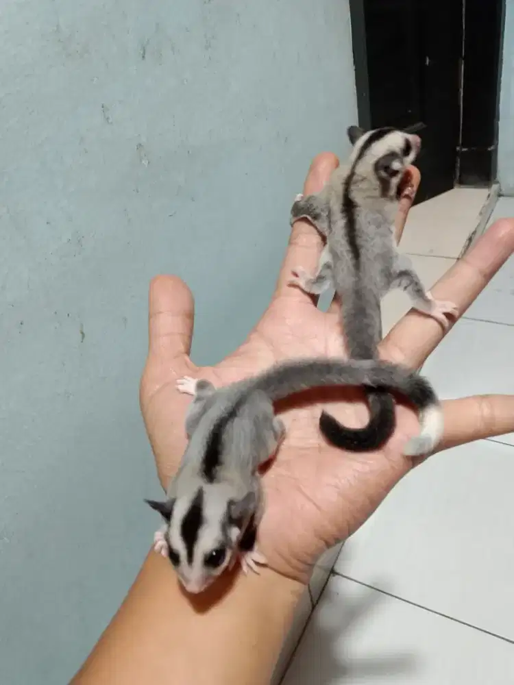 Sugar glider Joey sepasang
