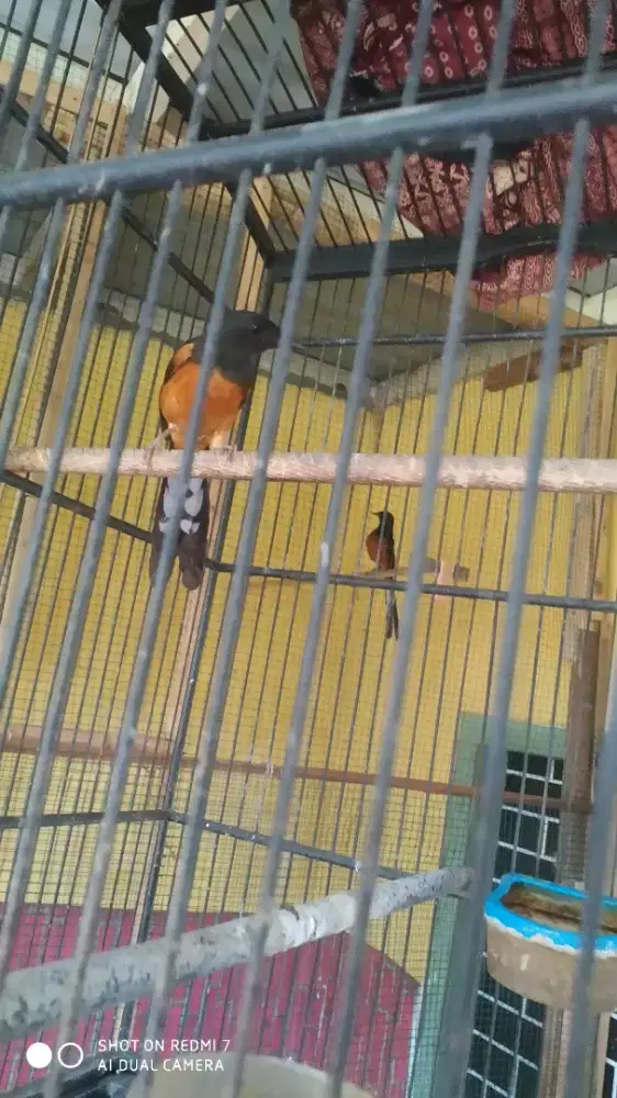 Murai batu betina pe 13up kaki hitam