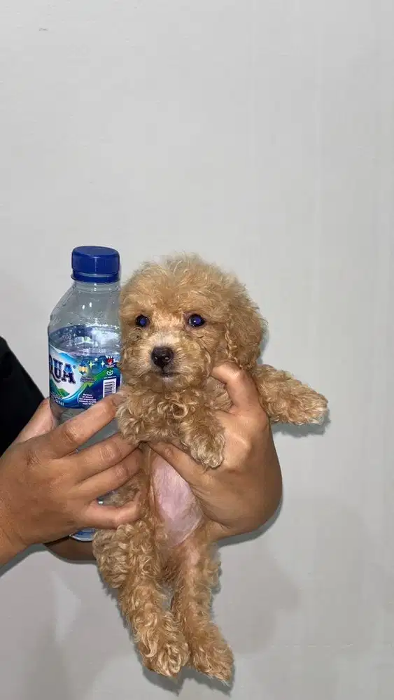 ANAK ANJING POODLE BETINA JANTAN