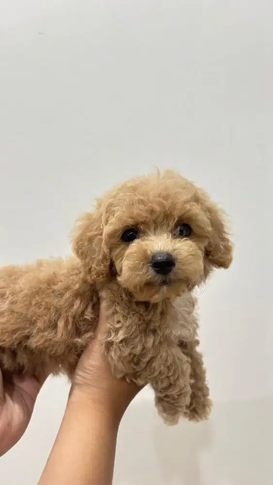 Anak anjing poodle jantan betina