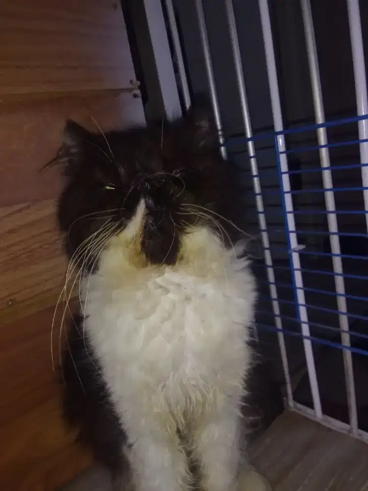 Peaknose ekstrim Jantan