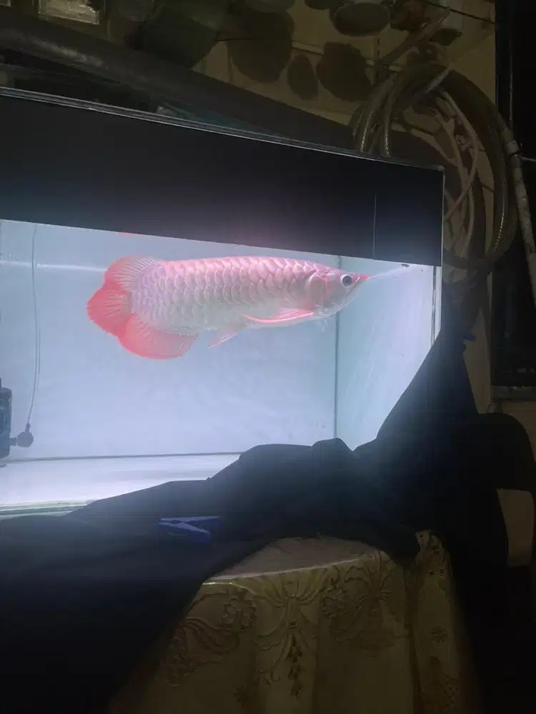 Ikan Arwana Super Red 35cm Up