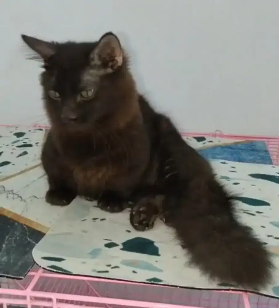 Kucing munchkin Jantan Rh