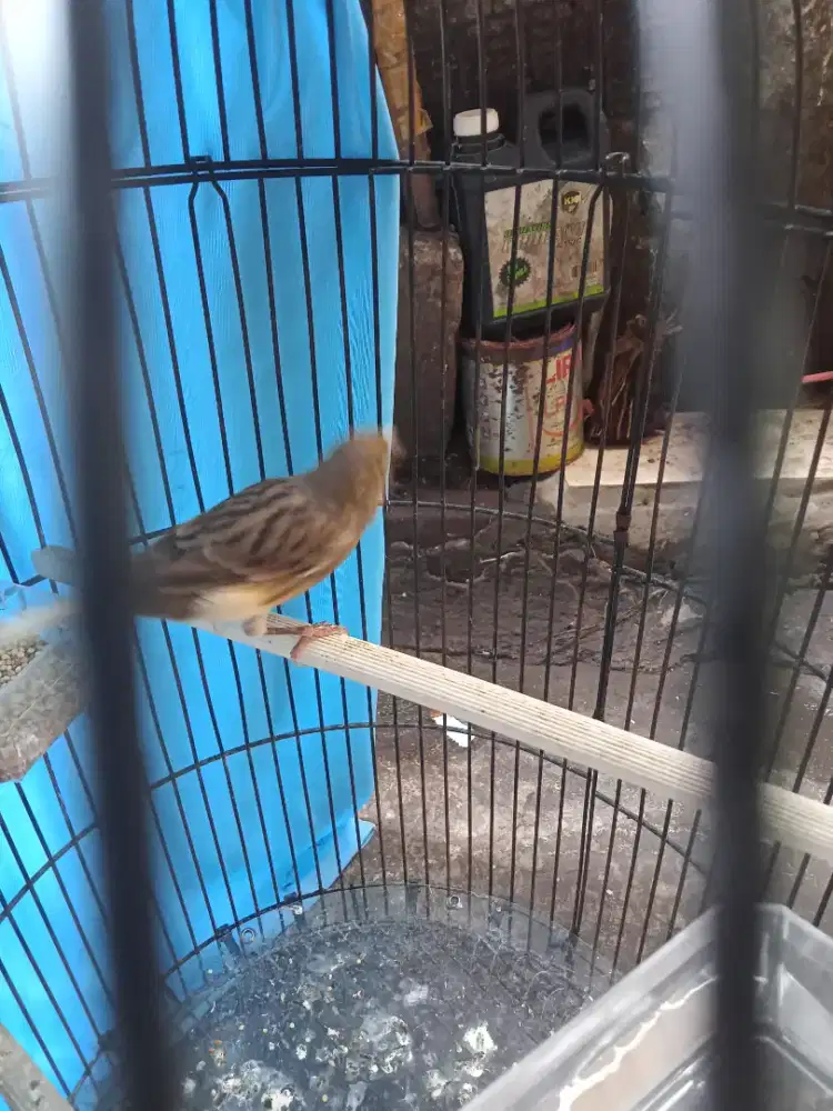 Kenari bahan jantan riwikan