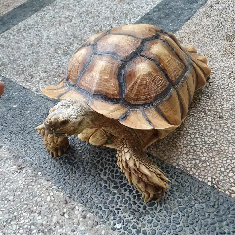 Kura-kura Sulcata dewasa jantan dan betina