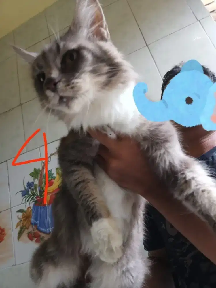 kucing minecoon ped CFA