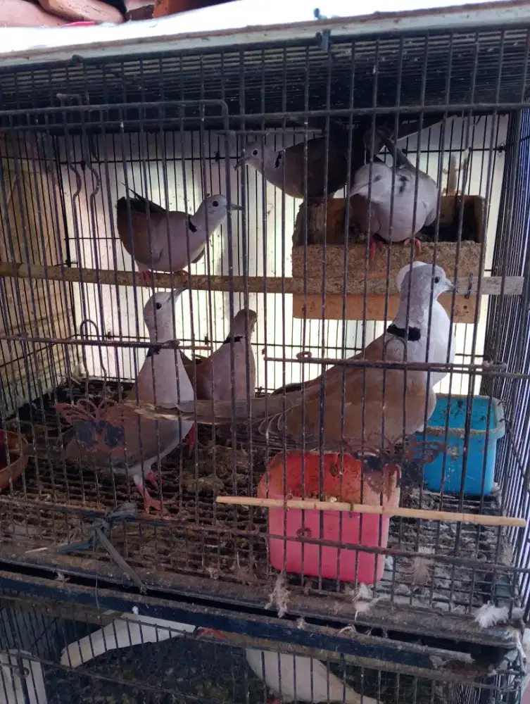 Burung puter dewasa 7e bawa semua
