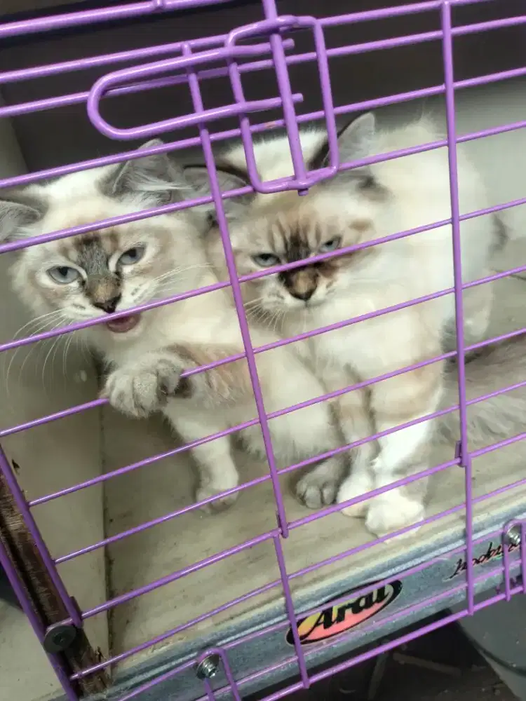 Kucing Himalaya 1 pasang umur 4 bulan