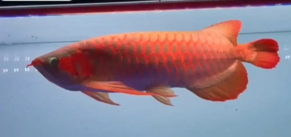 Arwana super red
