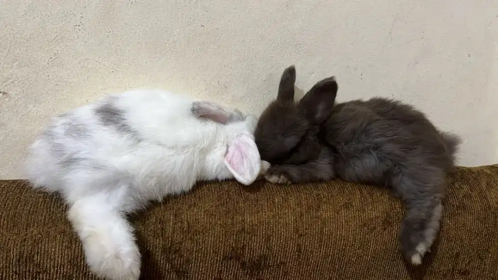 Jual sepasang kelinci