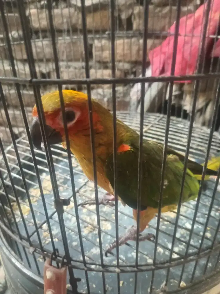 Burung sun conure