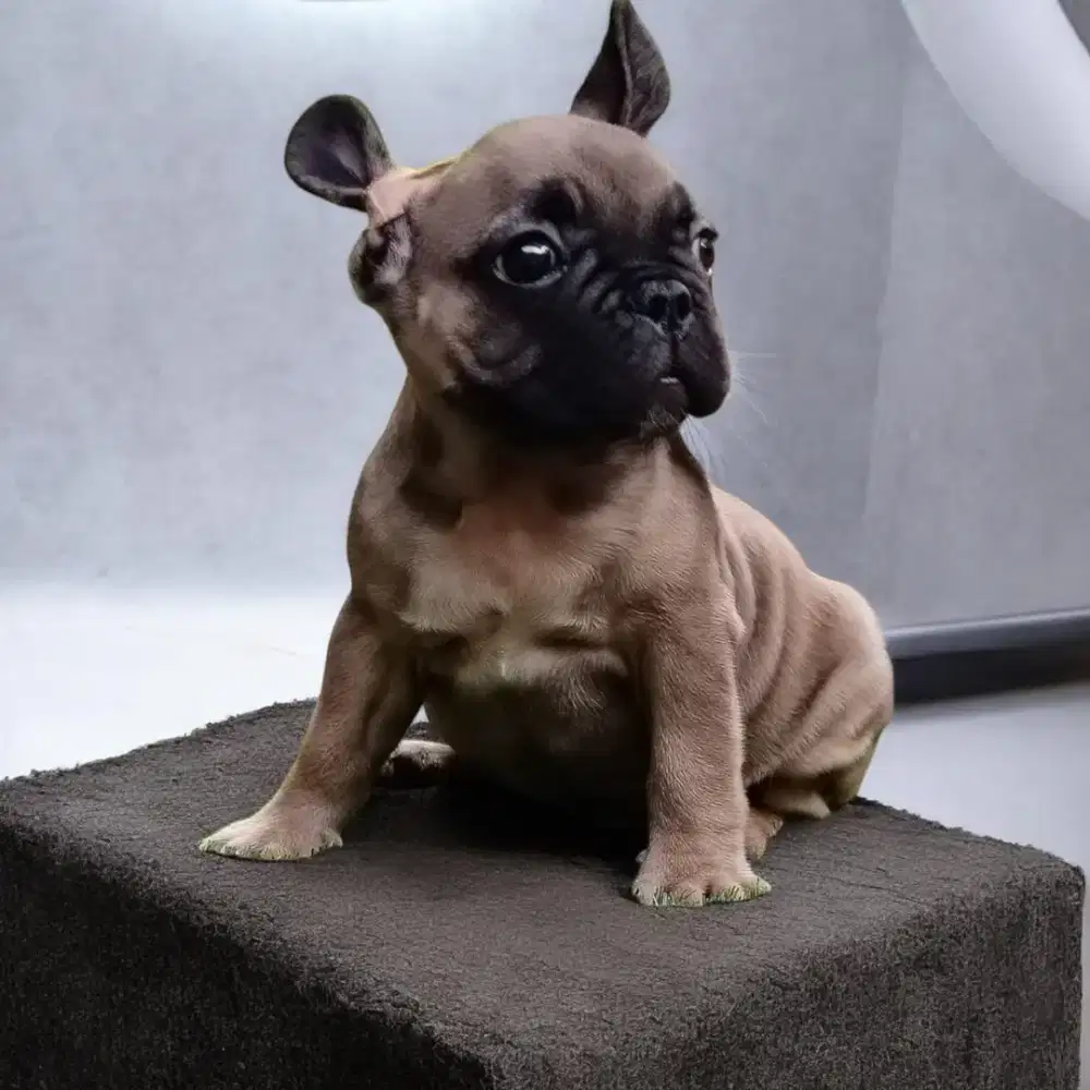 French buldog 2'5 bln..jantan stb vaksin