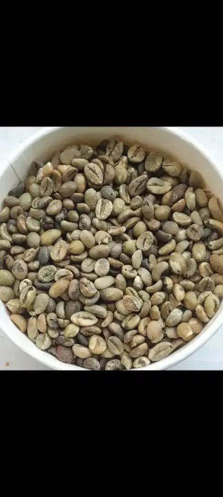 Kopi biji besar Lampung