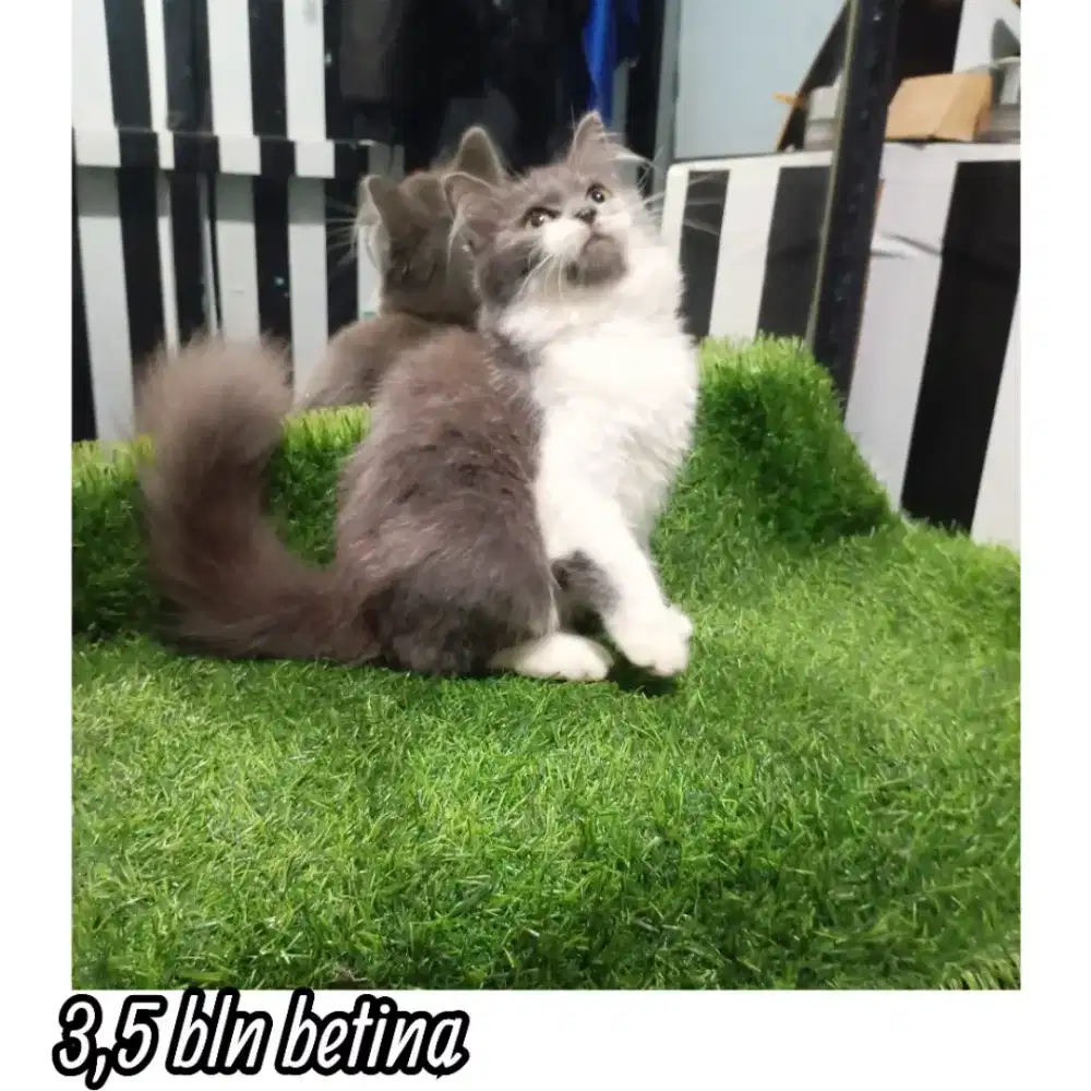 Kitten Persia medium Longhair