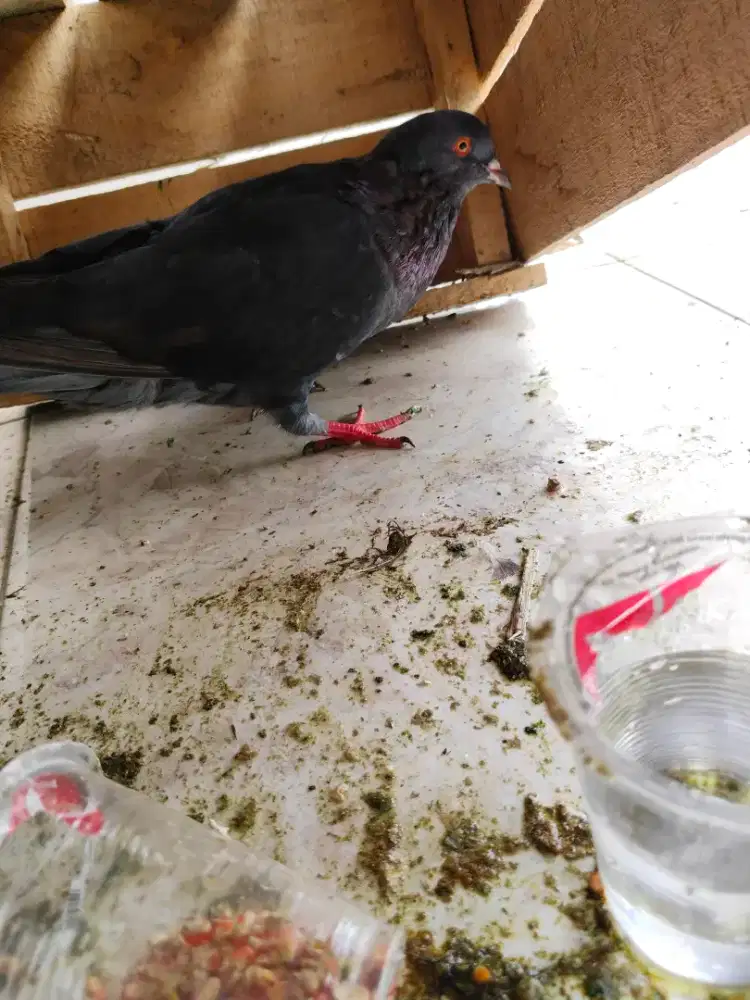 Di jual Burung dara  betina