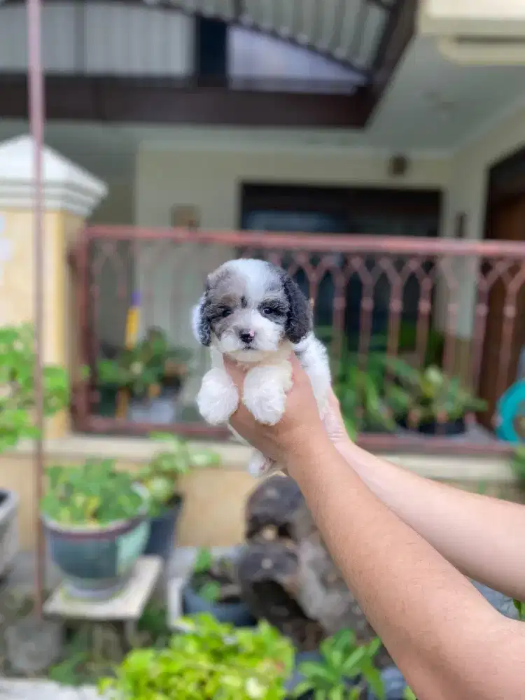 Poodle party merle.siap kirim