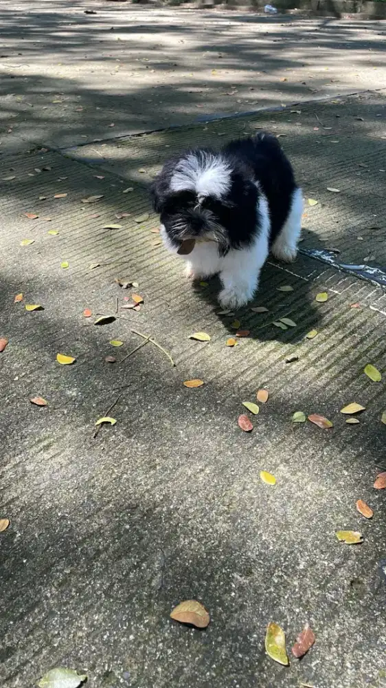 Puppy Shih tzu forsale