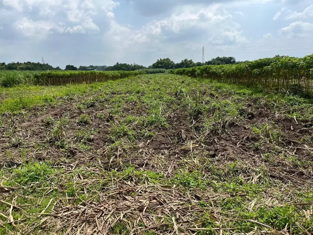 Tanah dijual di Kintelan Puri Mojokerto strategis dan murah