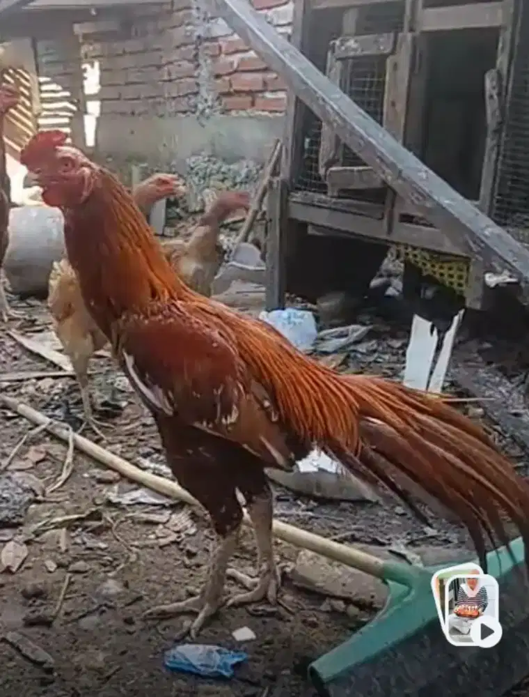 ayam ekor lidi.ori