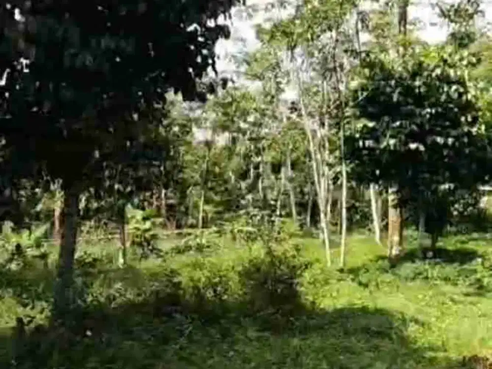 Tanah 400 m, Dekat Pintu Tol Jarak 900 m, Pinggir Jalan. Darangdan, Purwakarta.