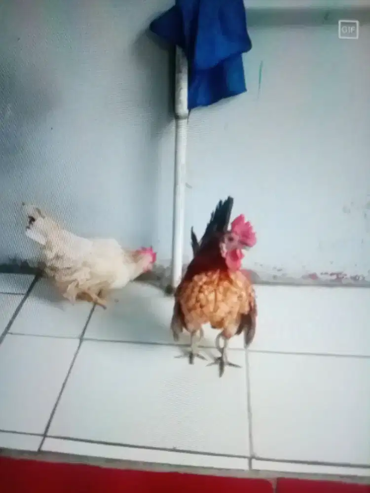 Ayam kate serama sepasang