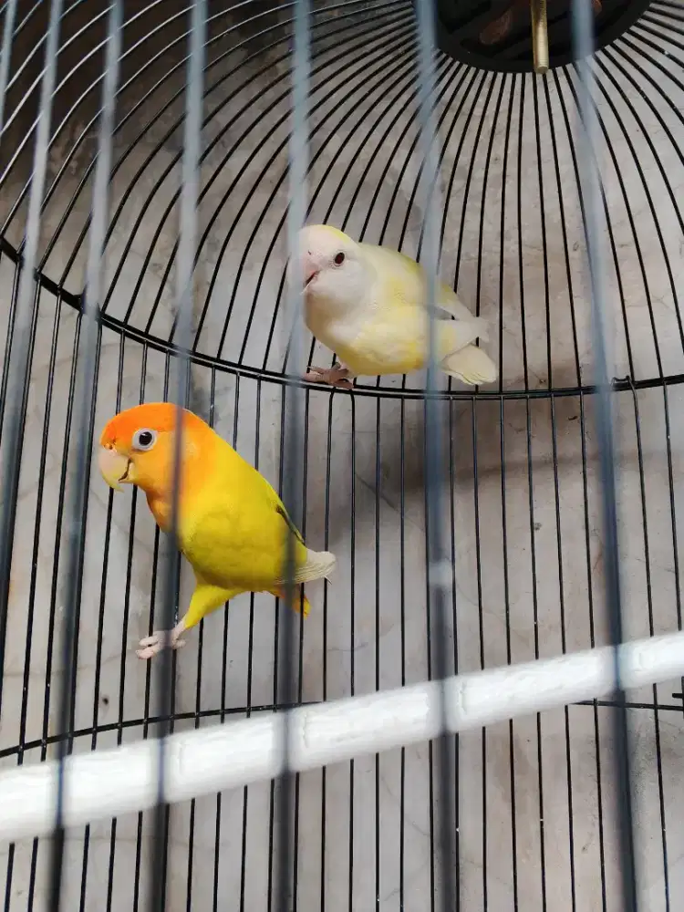 Sepasang Lovebird nonklep