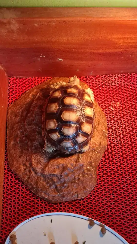 SUKCATA MOCCA MODE AMAN 9-10 CM