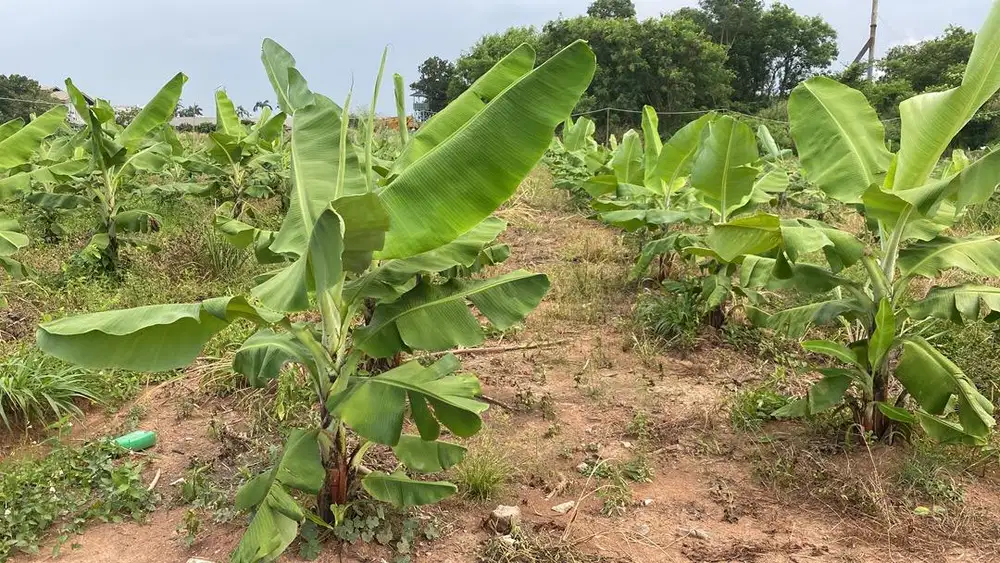 Pekerja petani pisang