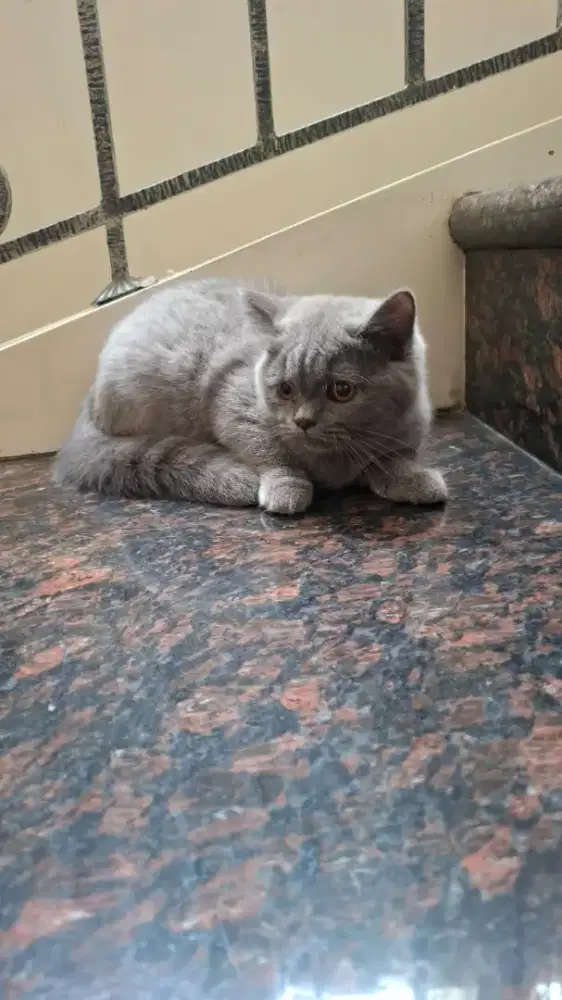 Kucing British shorthair