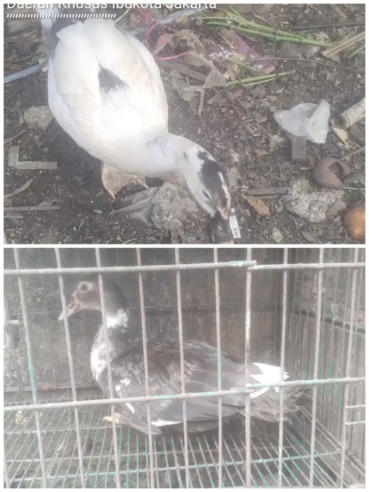 Entok sepasang 150ribu aja