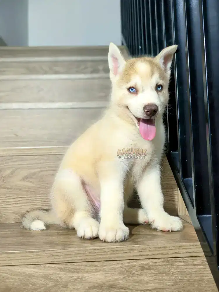 Siberian Husky ( ulto )