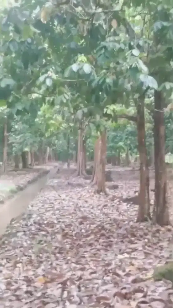 Kebun Langsat dan durian