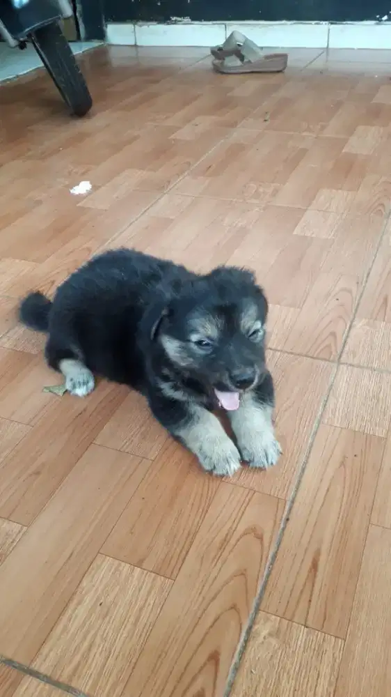 Anakan mix silangan gold rot